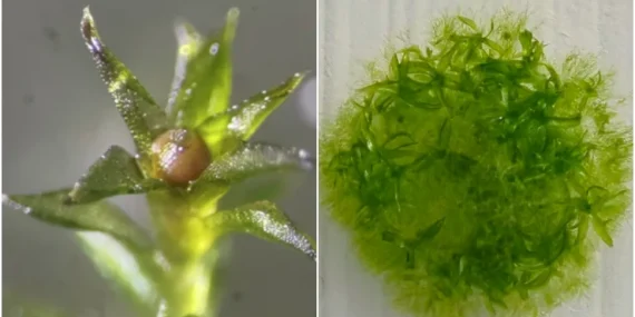 NBC: Uzayda dokuz ay yaşamayı başaran yosun