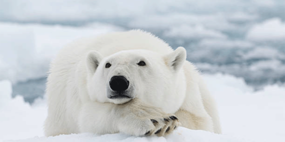 Scientific Reports | Araştırma: Svalbard’da kutup ayıları şişmanladı
