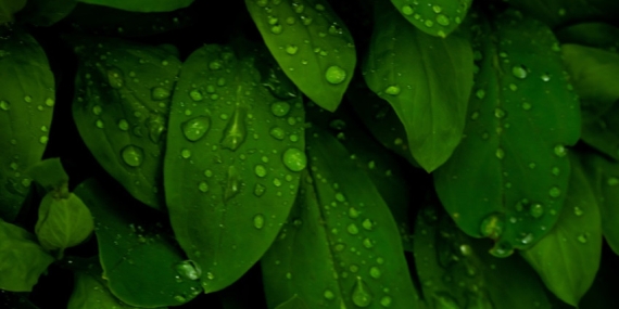 Massachusetts Institute of Technology | Araştırma: Tohumlar yağmurun sesini “duyuyor”, daha hızlı büyüyor