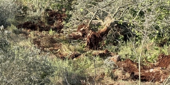 WAFA | İsrailli bir grup Batı Şeria’da yaklaşık 400 zeytin ağacını kesti