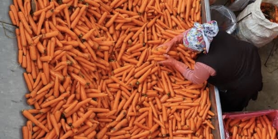 Dünya Gazetesi | Üretici ile market arasında rekor fiyat farkı: Havuç zirvede